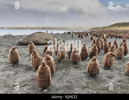 Phoque d'éléphant dormant et poussins de pingouin roi et adultes à Gold Harbor, île de Géorgie du Sud Banque D'Images