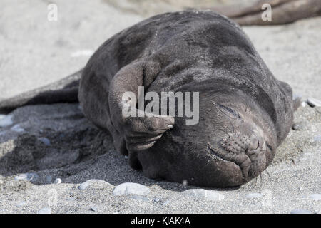 Un pup de phoque d'éléphant rayant une démangeaison, plaine de Salisbury, île de Géorgie du Sud Banque D'Images