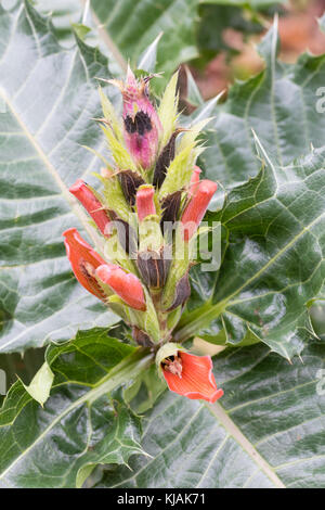 La fin de l'automne de la fleur a fleuri rouge, feuilles piquantes, vivaces exotiques Acanthus sennii Banque D'Images