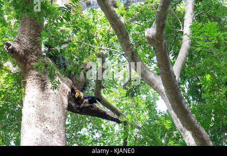 Calao bulbés, mâle, à tangkoko aceros cassidis, parc national de l'île de Sulawesi Banque D'Images