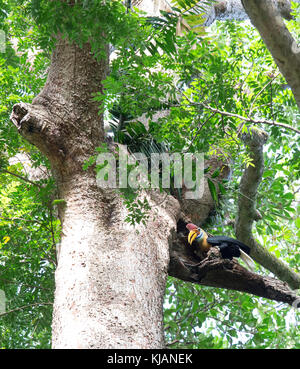 Calao bulbés, mâle, à tangkoko aceros cassidis, parc national de l'île de Sulawesi Banque D'Images