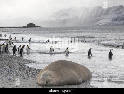 Éléphant mâle de couchage et manchots royaux, la plaine de Salisbury, South Georgia Island Banque D'Images