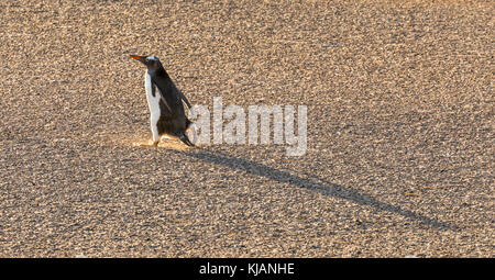 Gentoo pingouin dehors pour une promenade matinale, Saunders Island, Îles Falkland Banque D'Images