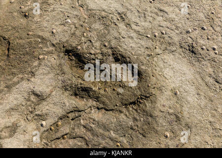 Empreinte de dinosaure à talmont-saint-hilaire (Vendée, France) Banque D'Images