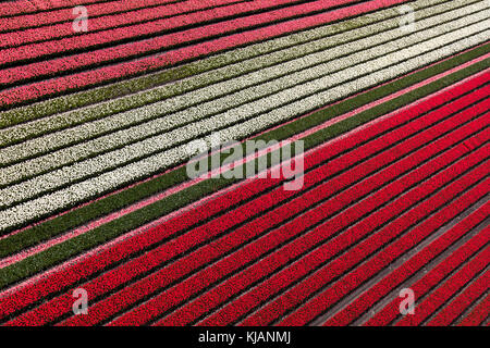 Vue aérienne du champs de tulipes en Hollande du Nord, Pays-Bas Banque D'Images