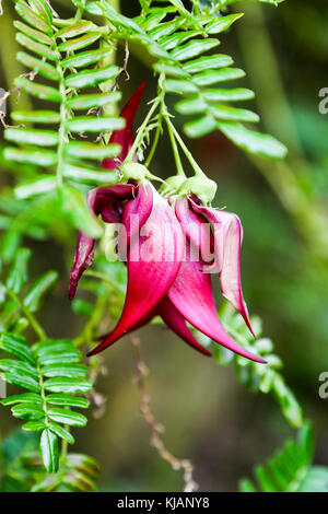 Clianthus puniceus, nom commun kaka bec, est une espèce de plantes du genre Clianthus de la famille des légumineuses, des Fabaceae originaire de Nouvelle-Zélande Banque D'Images