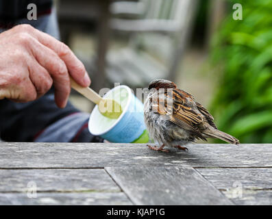 Un jeune Moineau domestique (Passer domesticus) étant nourris cuillère de crème glace Banque D'Images