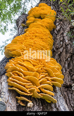 Sur champignon crabe : sulphureus ou des bois sur un arbre Banque D'Images