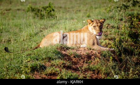 Une belle femme lion profitant du soleil à un matin tôt de Murchison Falls national park dans l'Ouganda. Dommage que ce parc et le lac Albert est menacer Banque D'Images