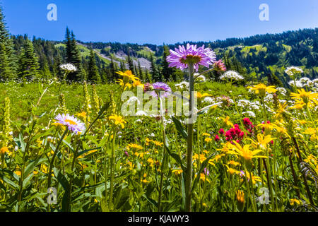 Les fleurs sauvages d'été au paradis du Mount Rainier National Park dans l'état de Washington aux États-Unis Banque D'Images