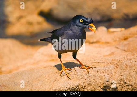 Myna ou Mynah est un oiseau de la famille des Fringillidae , Starling. Le parc national de Kaziranga, Assam, Inde Banque D'Images