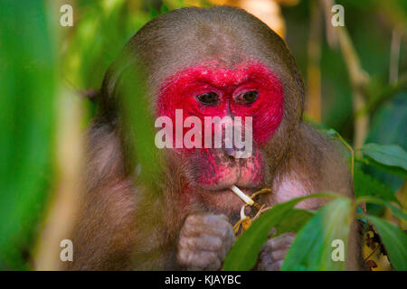 Macaque à queue de moignon, Macaca arctoides, réserve faunique Gibbon/ réserve de gibbon Hoollongapar (nouveau nom), Assam, Inde Banque D'Images