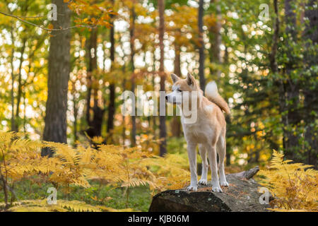 Chien japonais Akita Inu en forêt d'automne Banque D'Images
