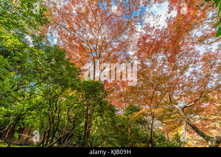 Momiji (feuilles d'arbres d'érable) Autnum paysage près de Katô Ruriko-in Komyo-ji. Situé dans Sakyo ward, Kyoto, Japon Banque D'Images