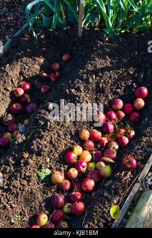 Jardinage en lotissement au Royaume-Uni : pommes Windfall et pourries déposées dans une tranchée dans un lit surélevé, pour fournir des nutriments et des engrais pour les haricots à planter l'année suivante. Banque D'Images