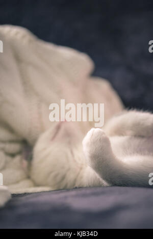 Photo verticale de chaton de quelques semaines avec de la fourrure blanche et taches tabby cat. de la tête est en train de dormir sur une couverture noire et blanche avec des oranges dans un backgroun Banque D'Images