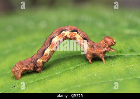 Uméro tacheté Espèce de Caterpillar (Erannis defoliaria) qui navigue le long d'une feuille. Cahir, Tipperary, Irlande. Banque D'Images