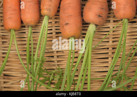 Une photographie du gros plan les sommets de flyaway issus de carottes résistantes à la mouche de l'aga photographié contre un arrière-plan en osier Banque D'Images