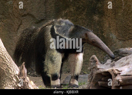 Cette image montre le fourmilier géant (Myrmecophaga tridactyla), un grand mammifère originaire d'Amérique centrale et du Sud. Connu pour son long museau et sa grande queue touffue, le fourmilier géant se nourrit principalement de fourmis et de termites. Banque D'Images