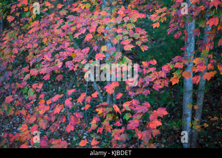 Couleurs d'automne affiché par les peupliers blancs, également appelé peuplier d'argent. Banque D'Images