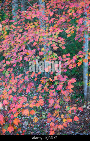 Couleurs d'automne affiché par les peupliers blancs, également appelé peuplier d'argent. Banque D'Images