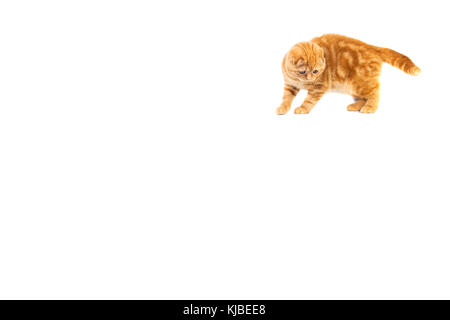 Scottish Fold petit bébé chat de couleur rouge avec les cheveux courts dans la bande blanche à petites oreilles et big red en pleine longueur sur place. crème pour le texte. Banque D'Images