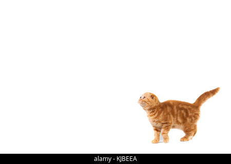 Scottish Fold petit bébé chat de couleur rouge avec les cheveux courts dans la bande blanche à petites oreilles et big red en pleine longueur sur place. crème pour le texte. Banque D'Images