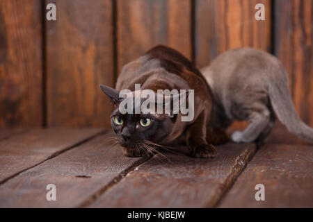 Chaton et chat adulte race europeen, père et fils assis sur fond de bois gris et brun., couleur chocolat Banque D'Images