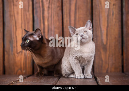 Chaton et chat adulte race europeen, père et fils assis sur fond de bois gris et brun., couleur chocolat Banque D'Images