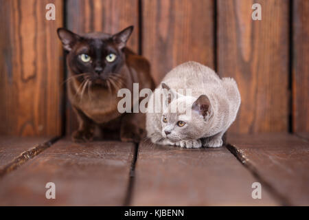 Chaton et chat adulte race europeen, père et fils assis sur fond de bois gris et brun., couleur chocolat Banque D'Images