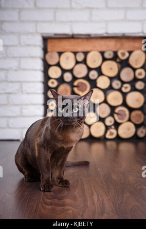 Chat brun, brun chocolat avec de grands yeux verts sur le plancher en bois sur fond sombre mur de briques blanches et d'une cheminée avec du bois dans l'intérieur de l'e Banque D'Images