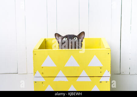 Couleur brun chocolat chat birman européen, d'une boîte jaune fond de bois blanc. Banque D'Images