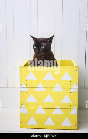 Couleur brun chocolat chat birman européen, d'une boîte jaune fond de bois blanc. Banque D'Images