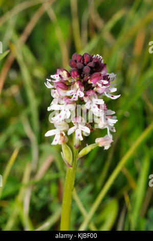 Neotinea ustulata 'Orchidée brûlée' trouvé sur d'anciennes prairies calcaires, court,.forme précoce,fleurs de mai à juin. Wiltshire, Royaume-Uni. Banque D'Images