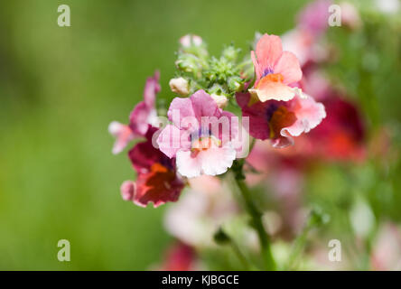 Némésie Nesia (Série) "tropicaux" des fleurs. Banque D'Images