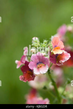 Némésie Nesia (Série) "tropicaux" des fleurs. Banque D'Images