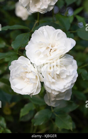 Rosa. rosier grimpant 'Iceberg' dans le jardin. Banque D'Images