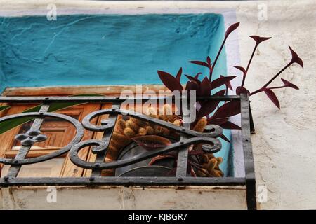 Plante dans un balcon en chelva, Valence Banque D'Images