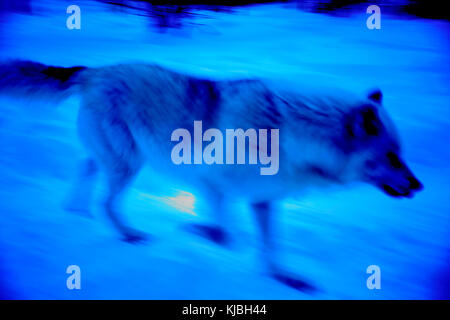 Un loup arctique, à Adventuraid, Québec, Canada Banque D'Images