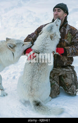 Un loup arctique, à Adventuraid, Québec, Canada Banque D'Images