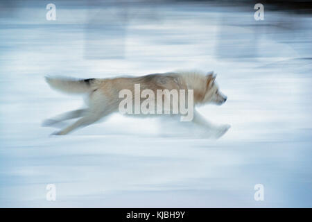 Un loup arctique, à Adventuraid, Québec, Canada Banque D'Images