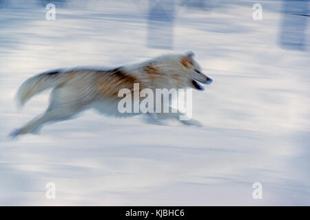 Un loup arctique, à Adventuraid, Québec, Canada Banque D'Images