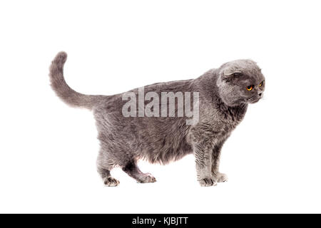 Scottish Fold de couleur gris gris à poils courts adultes en pleine croissance sur un fond isolé blanc Banque D'Images