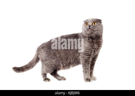 Scottish Fold de couleur gris gris à poils courts adultes en pleine croissance sur un fond isolé blanc Banque D'Images