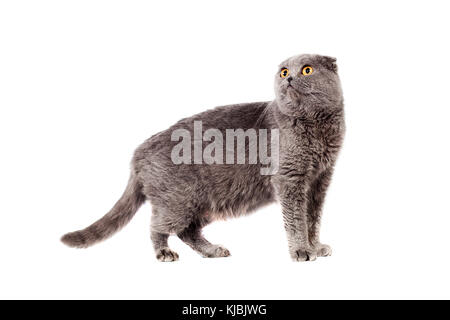 Scottish Fold de couleur gris gris à poils courts adultes en pleine croissance sur un fond isolé blanc Banque D'Images