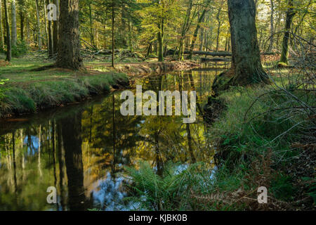 Reflections in Blackwater Banque D'Images