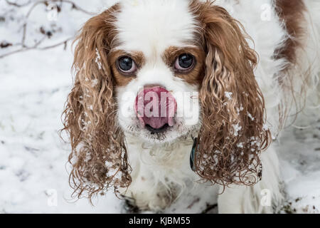 'Andy', un Cavalier King Charles Spaniel, dans l'espoir d'un traitement tout en jouant à l'extérieur sur un jour de neige à Issaquah, Washington, USA Banque D'Images