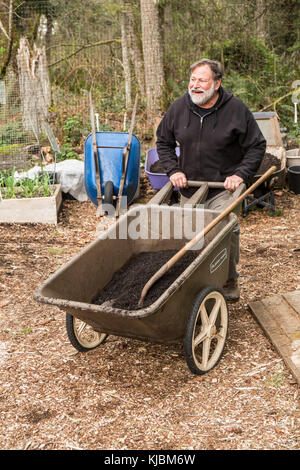 Homme poussant une brouette de compost pour la préparation du sol au printemps dans un jardin communautaire dans Isssaquah, Washington, USA Banque D'Images