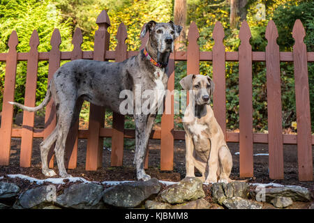 La grande Dane puppie 'Evie' et son compagnon adulte 'Shie' jouant sur une colline en terrasse de leur cour à Issaquah, Washington, Etats-Unis Banque D'Images