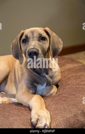 Chiot dogue allemand 'Evie' sur son lit de repos à Issaquah, Washington, USA Banque D'Images